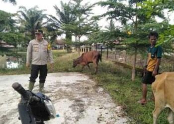 Hindari Banjir, Polsek di PALI Ini Persilahkan Hewan Ternak Warga Diletakan di Halaman Mapolsek