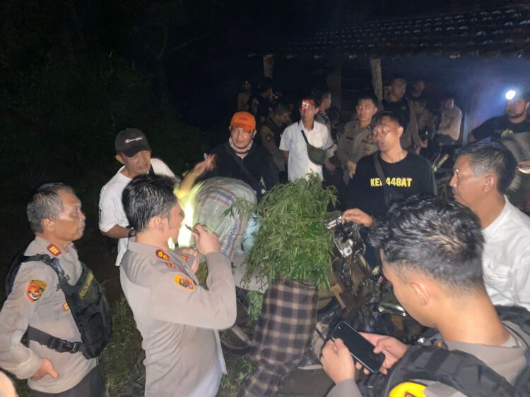 Polres Empat Lawang Berhasil Temukan Ladang Ganja Seluas 2 Hektar