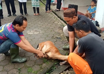RDPS Unggul di Pilkada Palembang, Relawan Potong Kambing