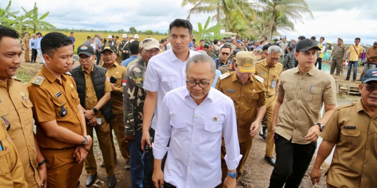 Menko Pangan Zulkifli Hasan Panen Raya di Banyuasin