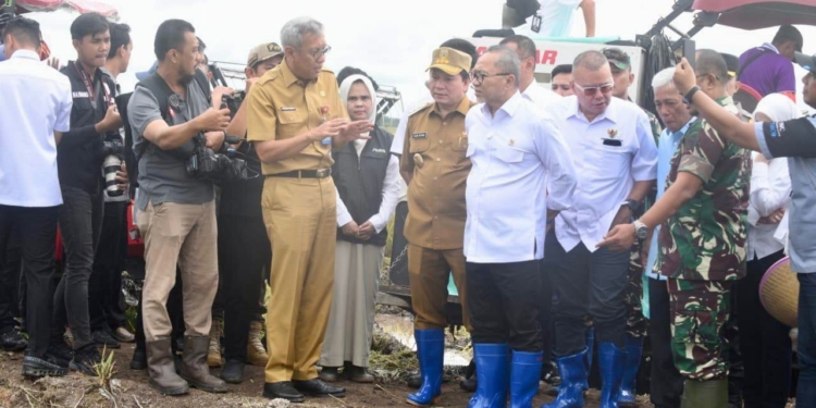 Menko Pangan Zulkifli Hasan Panen Raya di Banyuasin