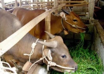 Pemprov Sumsel Bakal Perketat Pencegahan PMK di Musim Hujan