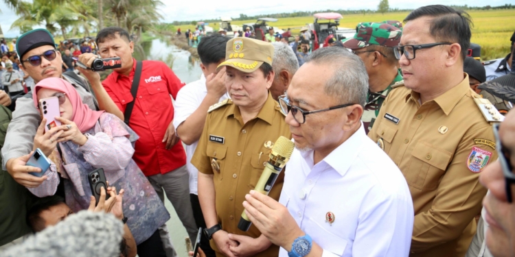 Menko Pangan Zulkifli Hasan Panen Raya di Banyuasin