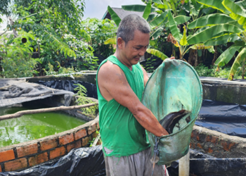 Sempat Jatuh, Usaha Ternak Lele Binaan Bukit Asam (PTBA) Bangkit dan Berkembang 13 Maret 2025