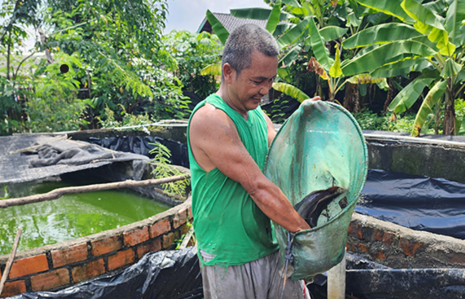 Sempat Jatuh, Usaha Ternak Lele Binaan Bukit Asam (PTBA) Bangkit dan Berkembang 13 Maret 2025
