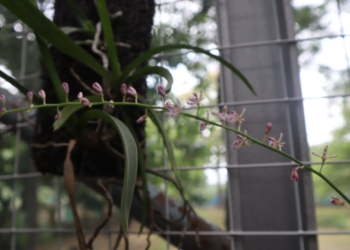 enyelamatkan Anggrek, Upaya Bukit Asam (PTBA) Menjaga Kehidupan