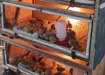 Didukung Bukit Asam (PTBA), Usaha Ternak Puyuh Ciptakan Lapangan Kerja Baru di Desa Seleman