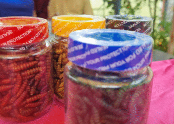 Ubah Sampah Jadi Emas, PTBA Dorong Pemuda Tanjung Agung Jadi Pelopor Budidaya Maggot