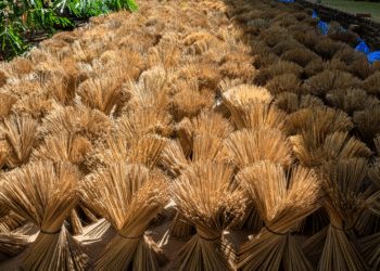 PTBA Hilirisasi Bambu, Berdayakan Masyarakat, Hijaukan Lingkungan, hingga Penuhi Kebutuhan Nasional