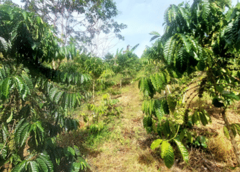 Kopi Robusta "Harapan Baru" - Kisah Kami, Petani Sawahlunto bersama Bukit Asam