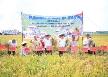Herman Deru Panen Raya Padi IP 200 di Banyuasin