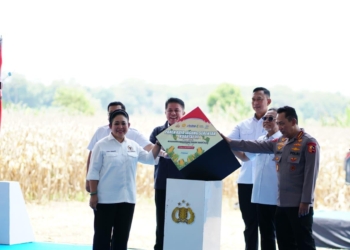 Tuan Rumah Panen Raya Jagung Serentak Kuartal III, OKU Timur Tunjukkan Sumsel Siap Jadi Lumbung Pangan Nasional