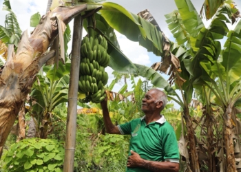Kampung Reforma Agraria Baumata di Kupang, Capai Kemandirian Ekonomi Melalui Budidaya Pisang Cavendish