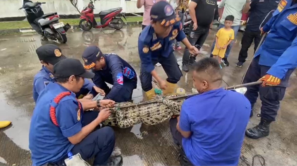 Warga Banyuasin Digegerkan Buaya 2 Meter Muncul di Parit, Langsung Dievakuasi Damkar