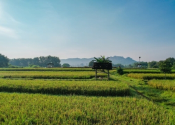 Kementerian ATR/BPN Dukung Swasembada Pangan Lewat Penguatan Kebijakan LBS, LP2B, dan LSD