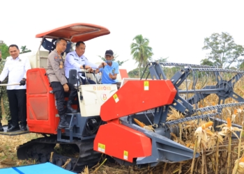 Cik Ujang Hadiri Panen Raya Jagung di OKU Selatan, Dorong Swasembada Pangan Nasional