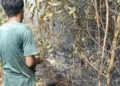 PT BMH Jadi Sorotan, Puluhan Hotspot Kategori High Terdeteksi di Arealnya