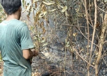 PT BMH Jadi Sorotan, Puluhan Hotspot Kategori High Terdeteksi di Arealnya