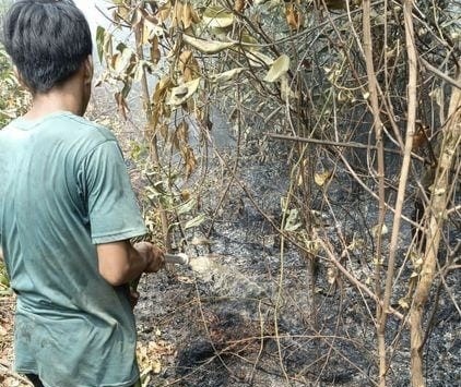 PT BMH Jadi Sorotan, Puluhan Hotspot Kategori High Terdeteksi di Arealnya
