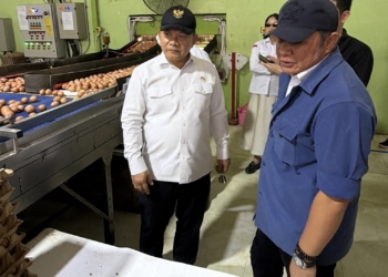 Ketersediaan Telur untuk MBG di Sumsel Diklaim Aman