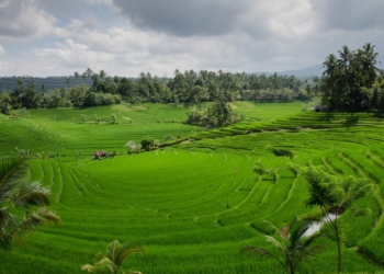 Lampaui Target, LP2B Capai 87,63 Persen di Momen Peringatan 66 Tahun UUPA